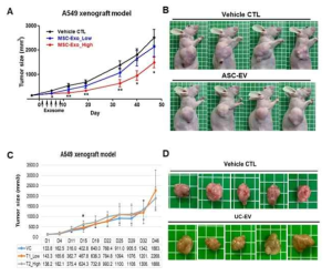 종양세포를 이식한 면역부전마우스에서의 중간엽 유래 세포외소포(ASC- 및 UC-EV) 반복투여에 따른 종양진행능 시험 결과
