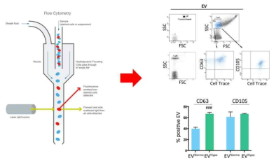 Flow Cytometry 장비를 이용한 세포외소포의 순도 확인 (참고문헌: Lo Sicco C. et al., Stem Cells Transl. Med., 2017, 6(3), 1018-1028)