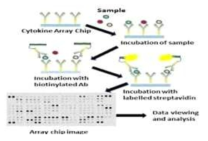 Cytokine array 분석법을 이용한 세포외소포의 내부인자 확인