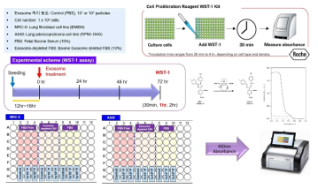 In vitro 종양진행능 시험_Cell Proliferation(WST-1) assay 모식도