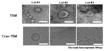 세포외소포 크기확인 및 이중인지질막 구조 확인 : TEM, cryo-TEM