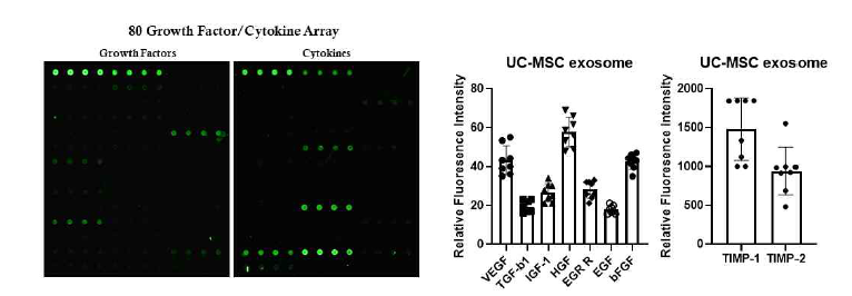 Cytokine array를 이용한 UC-MSC 세포외소포의 내부인자 평가