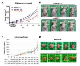 종양세포를 이식한 면역부전마우스에서의 중간엽 유래 세포외소포(ASC- 및 UC-EV) 반복투여에 따른 종양진행능 시험 결과