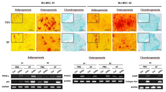 10%-MSC, XF-MSC 간의 지방, 뼈, 연골세포로의 분화능 차이 확인