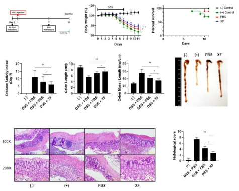 DSS-induced colitis model에서 10%-MSC와 XF-MSC의 염증 보호 효과 차이 확인