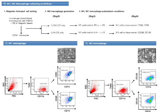 macrophage polarization를 위한 strategy(전략의) 개략도