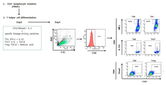 시험관내 T helper 세포의 분화를 위한 개략도