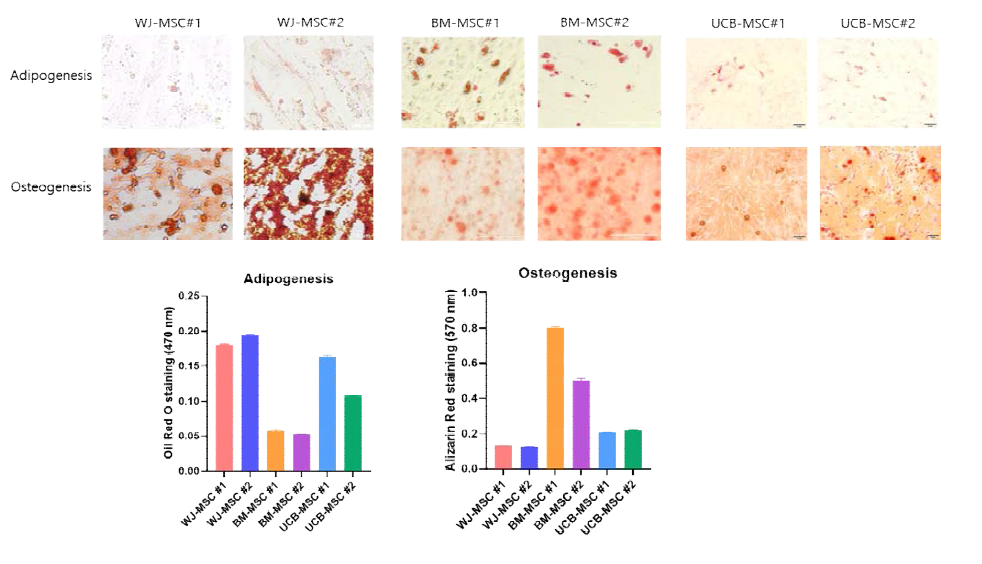 기원별 중간엽 줄기세포의 지방세포, 뼈세포로의 분화능 차이 확인