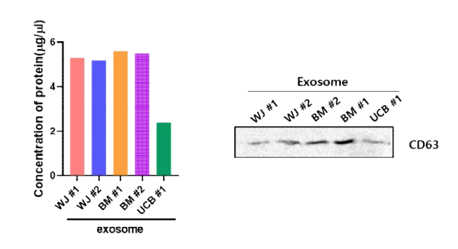 기원별 중간엽 줄기세포 유래 엑소좀의 분비량 차이 확인