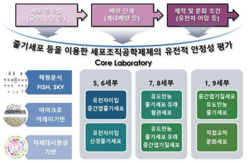 유전적 안정성 평가 연구