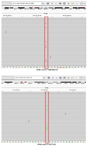 ATM, TP53 유전자 변이