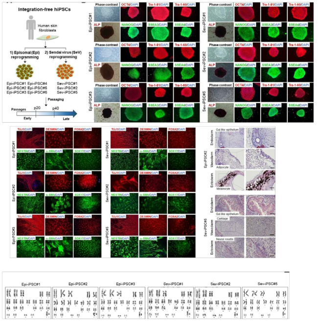 Ficroblast를 이용하여 iPSC를 제작, 분화 마커 발현 및 염색체 분석을 실시