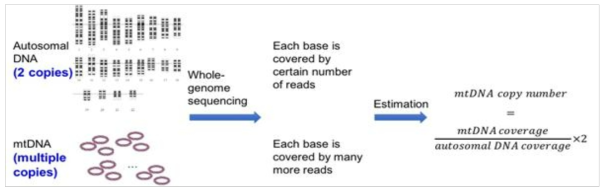 mitoAnalyzer에서 사용한 mtDNA copy 수 추정 방법