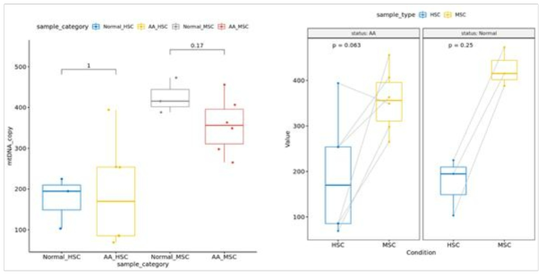 정상인과 aplastic anemia 환자에서 HSC 및 MSC이 mtDNA copy 수 (왼쪽부터 정상인 vs 환자, age-matched HSC vs MSC)