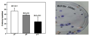 계대배양에 따른 CFU-F의 감소(왼쪽) 및 단세포에서 유래한 콜로니 (오른쪽)