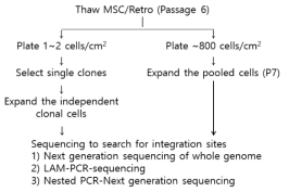 계대배양정도(passage No.)가 일치하는 단세포클론과 pooled sample 확보