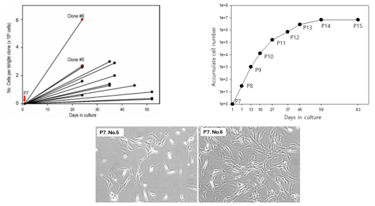 각 단세포클론의 growth curve(왼쪽)와 pooled cell(오른쪽)의 성장곡선 비교, 단세포클론의 형태 및 밀도
