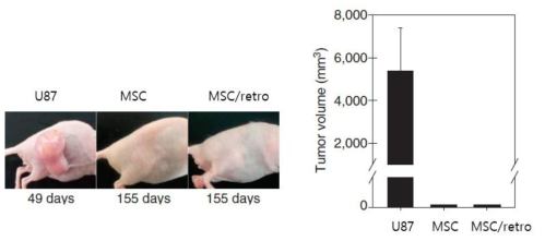 레트로바이러스이입 중간엽줄기세포의 동물모델에서 종양원성 평가