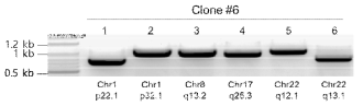 표준세포 clone #6에 이입된 위치 PCR 검증