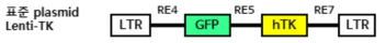 안전장치로 HSV-TK(hTK)와 리포터인 GFP를 발현하는 렌티바이러스 벡터