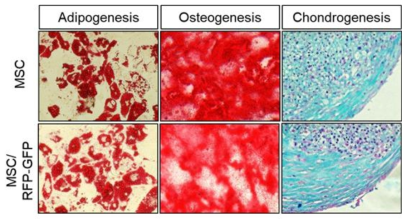 렌티바이러스 벡터가 이입된 중간엽줄기세포의 분화능