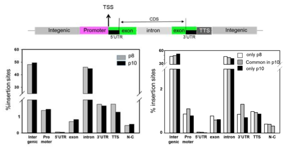 계대배양시 삽입위치 biotype유지