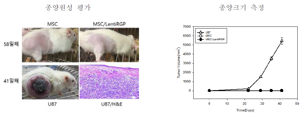 렌티바이러스 이입 줄기세포의 종양원성 없음 U87은 양성대조군