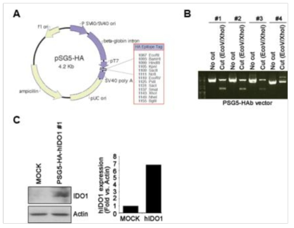 pSG5-HA 벡터로 hIDO를 cloning 한 후 293T 세포를 사용하여 IDO의 발현을 확인함. (A) pSG5-HA 벡터로 hIDO를 cloning한 모식도 (B) Cloning 후 enzyme digestion으로 hIDO를 확인함 (C) 293T 세포에 transfection 한 후 hIDO의 발현을 Western blot으로 확인함