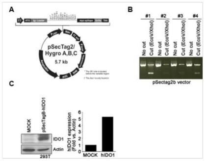 pSecTag2/Hygro 벡터로 hIDO를 cloning 한 후 293T 세포를 사용하여 IDO의 발현을 확인함. (A) pSegTag2/Hygro 벡터로 hIDO를 cloning한 모식도 (B) Cloning한 후 enzyme digestion 후 hIDO를 확인함 (C) 293T 세포에 transfection 한 후 hIDO의 발현을 Western blot으로 확인함