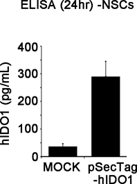 hIDO의 발현 양을 ELISA 방법으로 확인함. 24시간 뒤에 약 300pg/mL의 hIDO의 분비를 확인할 수 있었음