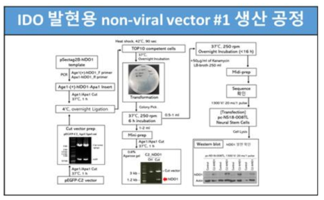 IDO vector 생산 공정