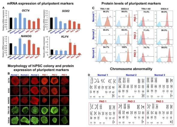 정상인 및 환자 유래 유도만능줄기세포 제작 및 특성분석 기법. (A) qRT-PCR을 이용한 만능분화능 표지 유전자 발현 검사 (B) 유세포분석을 이용한 만능분화능 표지 단백질 발현 검사 (C) 면역형광염색법을 이용한 만능분화능 표지 단백질 발현 검사 (D) 핵형분석을 통한 유전적 안전성 검사