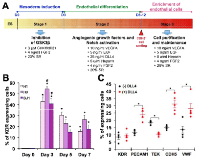 인간 만능줄기세포의 혈관내피세포로의 분화. (A) 임상적용 가능 혈관내피세포분화 프로토콜. (B) 유세포분석을 통한 KDR 양성 세포 측정. (C) 혈관내피세포 특이 마커 양성 세포 확인