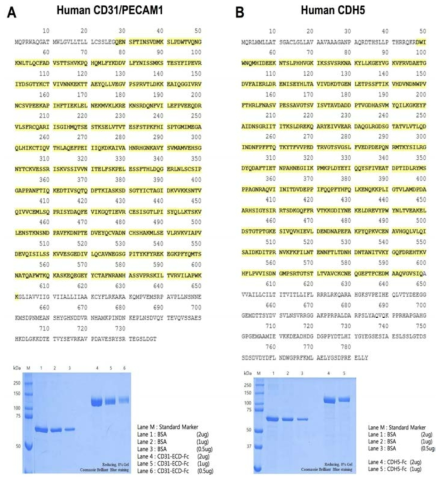 인간혈관내피세포 특이 마커인 CD31(A), CDH5(B) 항체제작을 위한 항원 제작. Extracellular matrix domain (ECD) 서열 (노랑박스) 및 단백질 발현과 정제 (Commassie blue staining)