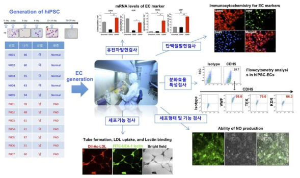 임상적용가능 hiPSC-EC의 특성분석 평가기준