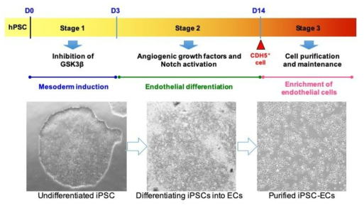 임상등급 PAD-hiPSC-EC의 분화 단계별 형태학적 특성