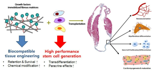 생체 재료를 이용한 줄기세포-조직공학 융합연구의 필요성
