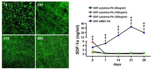 SDF1α-eMSCs 탑재 3D hdECM 심장패치의 세포 생존능 및 방출 역학