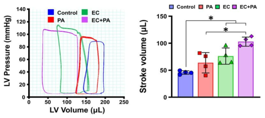 SDF1α-eMSCs 탑재 3D hdECM 심장패치의 혈역학적 기능 평가