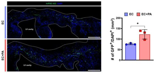 SDF1α-eMSCs 탑재 3D hdECM 심장패치의 iPSC-ECs 잔존능 비교