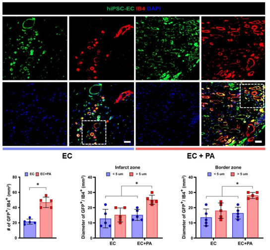 SDF1α-eMSCs 탑재 3D hdECM 심장패치의 신생혈관생성능 비교