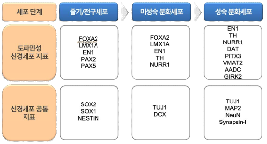 도파민성 신경세포 분화 단계 특이적 발현 지표