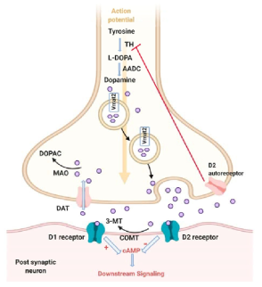 도파민 합성 및 분비 경로 (Wasel et al., 2020, Int. J. Mol. Sci.)