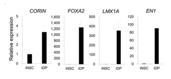 iDP와 iNSC 마커 비교