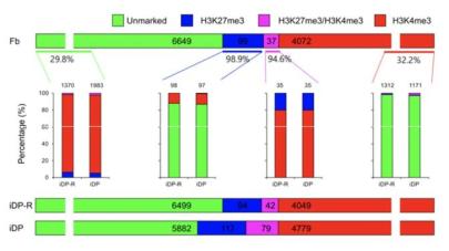 iDP리프로그래밍 동안의 histone marker dynamics