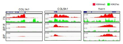 iDP 리프로그래밍 과정 동안 fibroblast marker gene promoter region의 변화