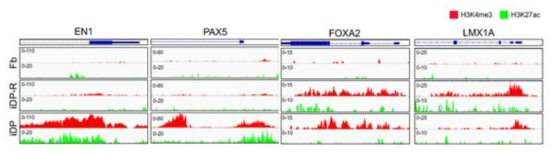 iDP 리프로그래밍 과정 동안 MHB 및 floor-plate gene promoter region의 후성유전학적 변화