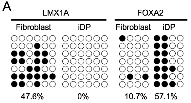 LMX1A와 FOXA2의 distal promoter지역의 methylation pattern확인