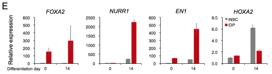 분화 여부에 따른 mRNA 발현양 비교