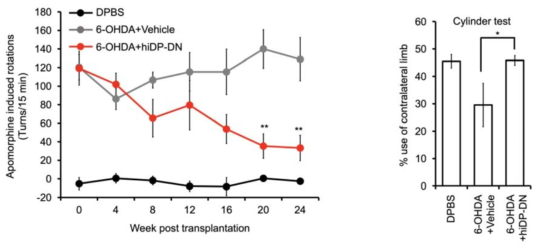 iDP-DN 이식에 의한 파킨슨병 래트모델의 행동변화 관찰. Apomorphine-indueced rotation (좌) 및 cylinder test (우)